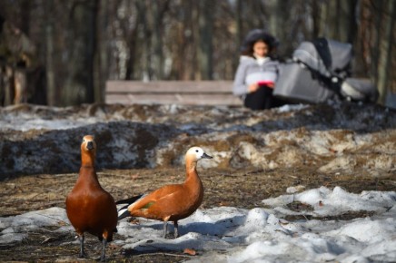 ������ ����� ���� ������� ����������� ������