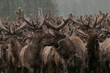 ������ ������: ���� ���������� ����� �� ��� ����� � ������������� �������� ������ � �����