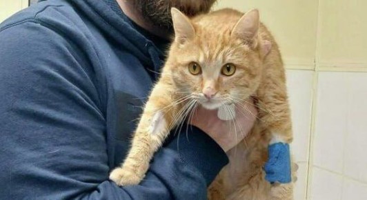 ����, ������������� ����������, ������ ���������� �����