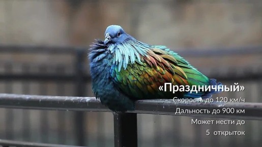 ������ ����������: ���� �����, ����� �������, �� ���������� ������� �� ������ � � ����, �������� ���������� �����!