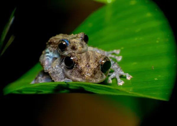 Сергей Колясников: Навальный был убит ядом эквадорской жабы эпибатидином, который в 200 раз сильнее морфина