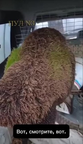 В Испании обнаружили овцу, которая сама обеспечивает себя кормом: