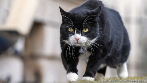 Бывший "главный мышелов" британского МИД кот Палмерстон умер в своём доме на Бермудских островах