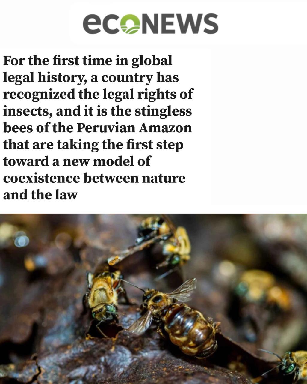 «Впервые в мировой юридической практике государство признало за насекомыми правовой статус»: В Перу пчел наделили правами - теперь люди могут подать иск от их имени, если им грозит опасность