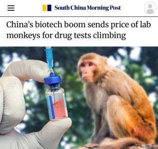 «Биотехнологический бум приводит к росту цен на лабораторных обезьян для проведения тестов на наркотики»: В Китае подорожали обезьяны – одна макака стоит больше, чем среднегодовой заработок китайцев