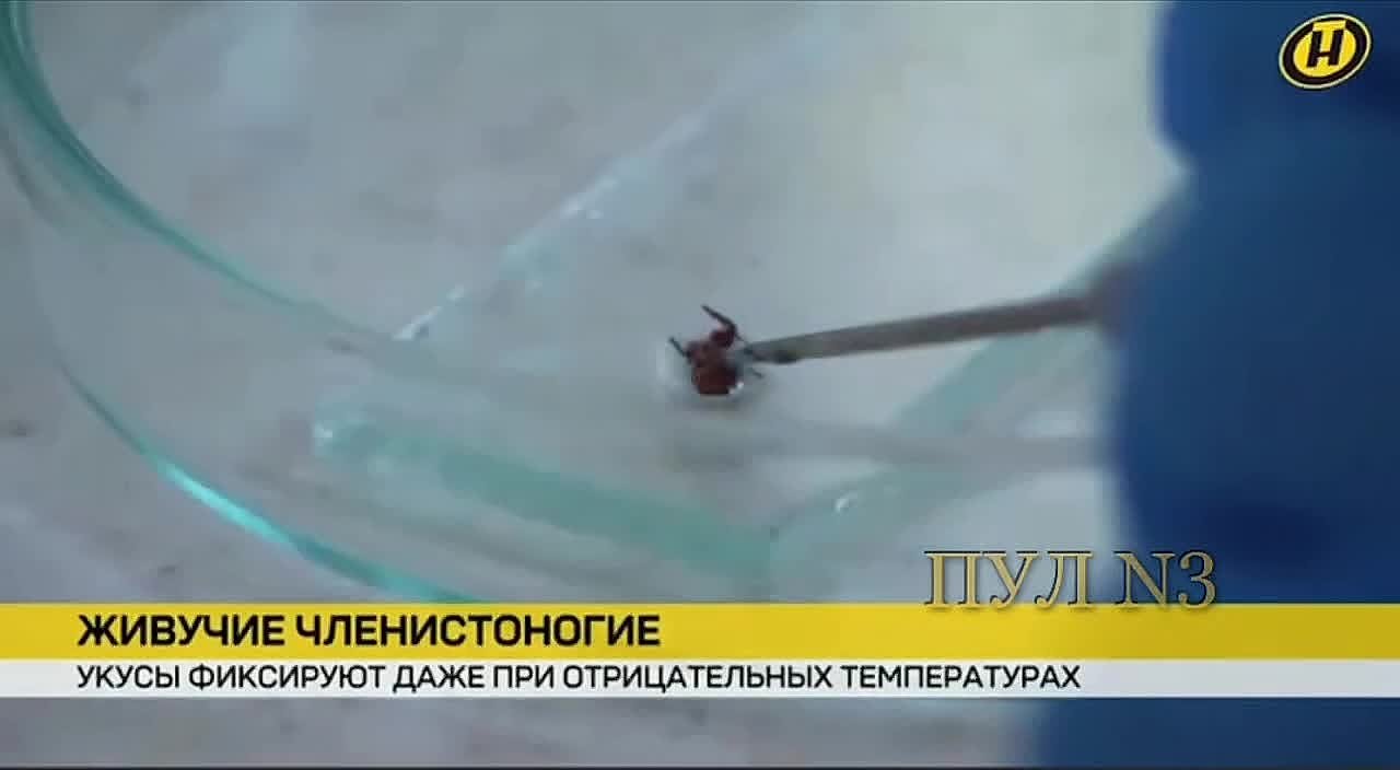 Белоруссию уже атаковали клещи – они могут досрочно появиться и в России: