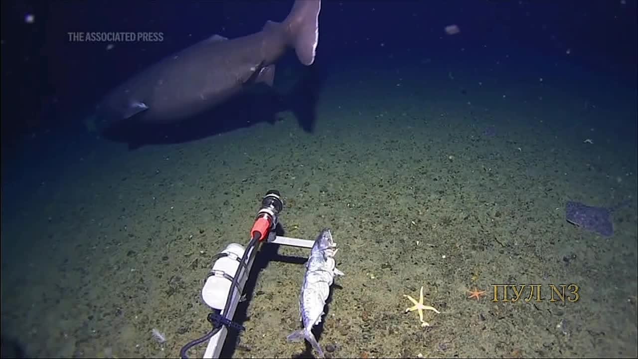 Акула впервые попала в объектив камеры в Антарктиде: