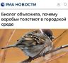 «Биолог объяснила, почему воробьи толстеют в городской среде»: Воробьи в российских городах разжирели