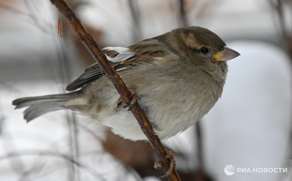 Воробьи в городах страдают ожирением из-за фастфуда, заявила биолог Феоктистова