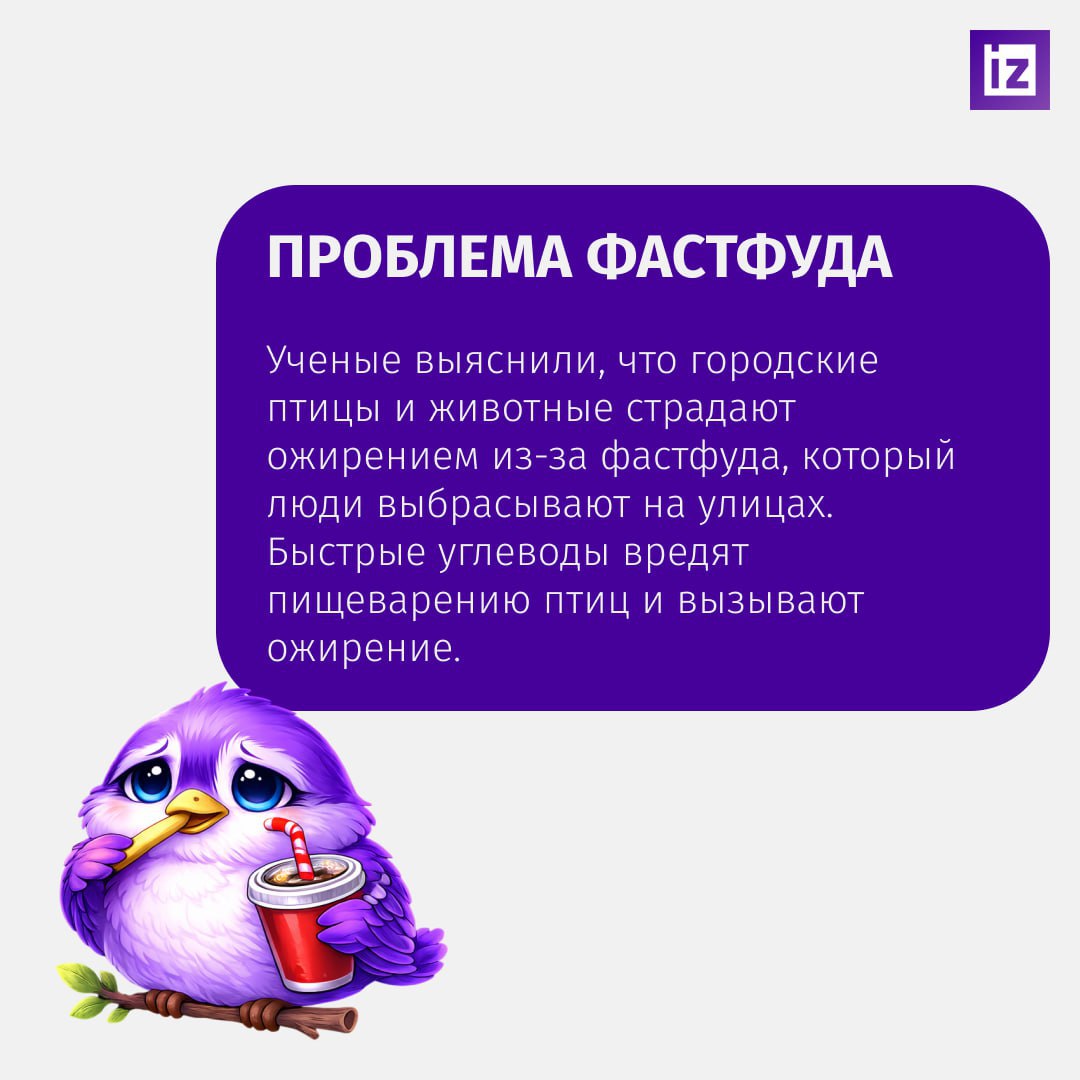 Если увидите толстого воробья, который не влезает в лужицу, знайте — это жертва фастфуда Если увидите толстого воробья, который не влезает в лужицу, знайте — это жертва фастфуда