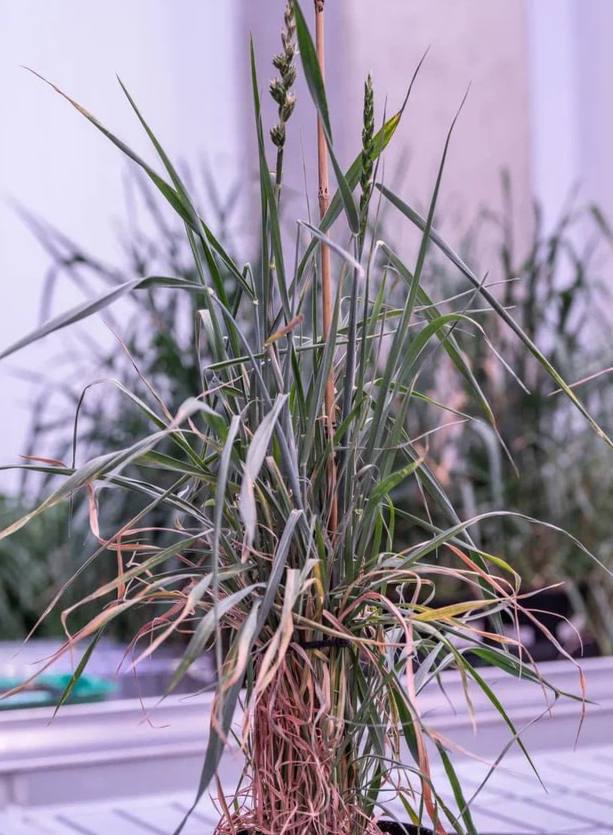 В Сколковском институте науки и технологий создали новые линии пшеницы, которые помогут создать более урожайные гибриды без тяжелой ручной работы