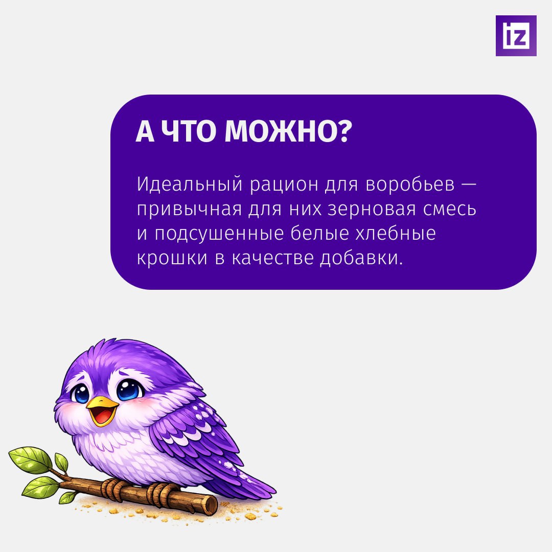 Если увидите толстого воробья, который не влезает в лужицу, знайте — это жертва фастфуда Если увидите толстого воробья, который не влезает в лужицу, знайте — это жертва фастфуда