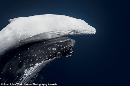 ������� �������� ���, �������� � ��������, �������, ��������� �������, ������������ ���: