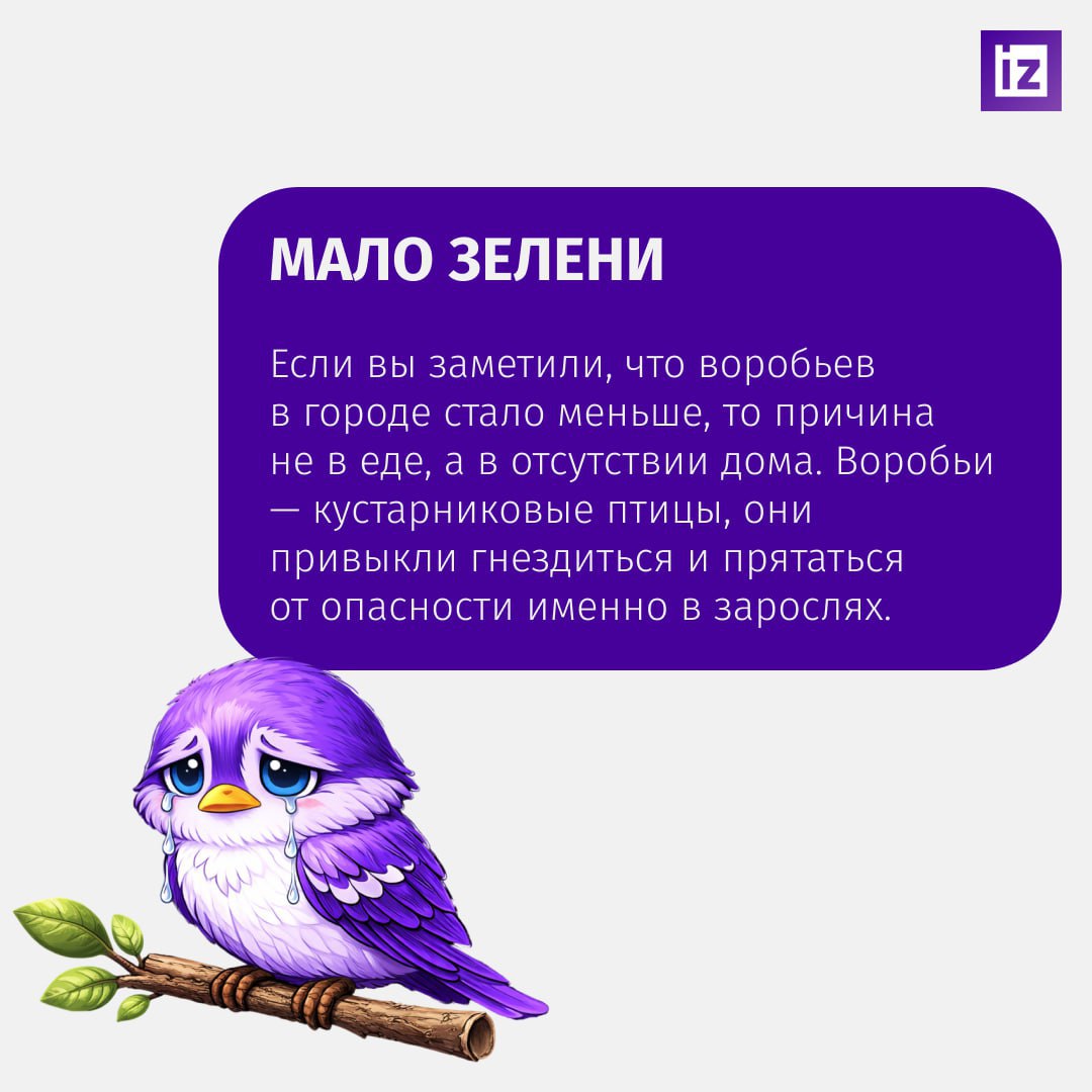 Если увидите толстого воробья, который не влезает в лужицу, знайте — это жертва фастфуда Если увидите толстого воробья, который не влезает в лужицу, знайте — это жертва фастфуда
