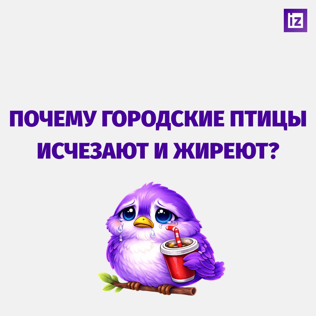 Если увидите толстого воробья, который не влезает в лужицу, знайте — это жертва фастфуда