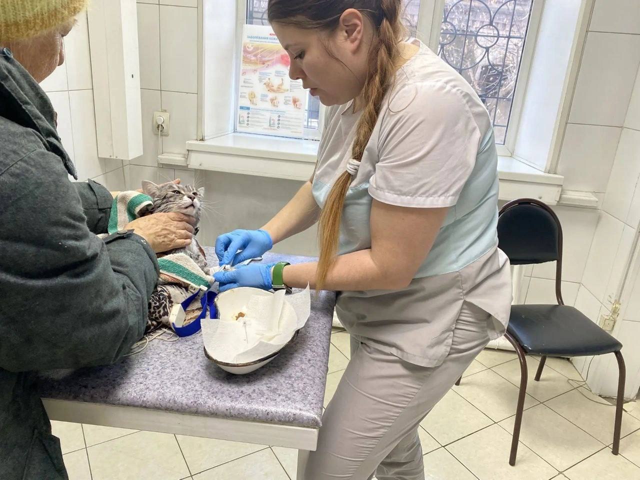 Кота спасли после стирки и сушки в машинке