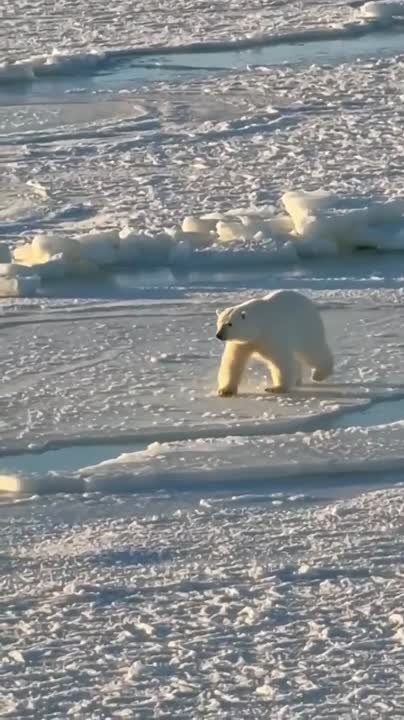 27 февраля – Международный день полярного медведя