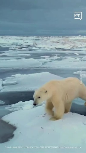 Ursus maritimus � �� ������ ��� ����� ����� ���������� �������� �������