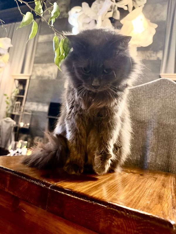 ���� ����: ��������. ������ �����. ������� �� ����