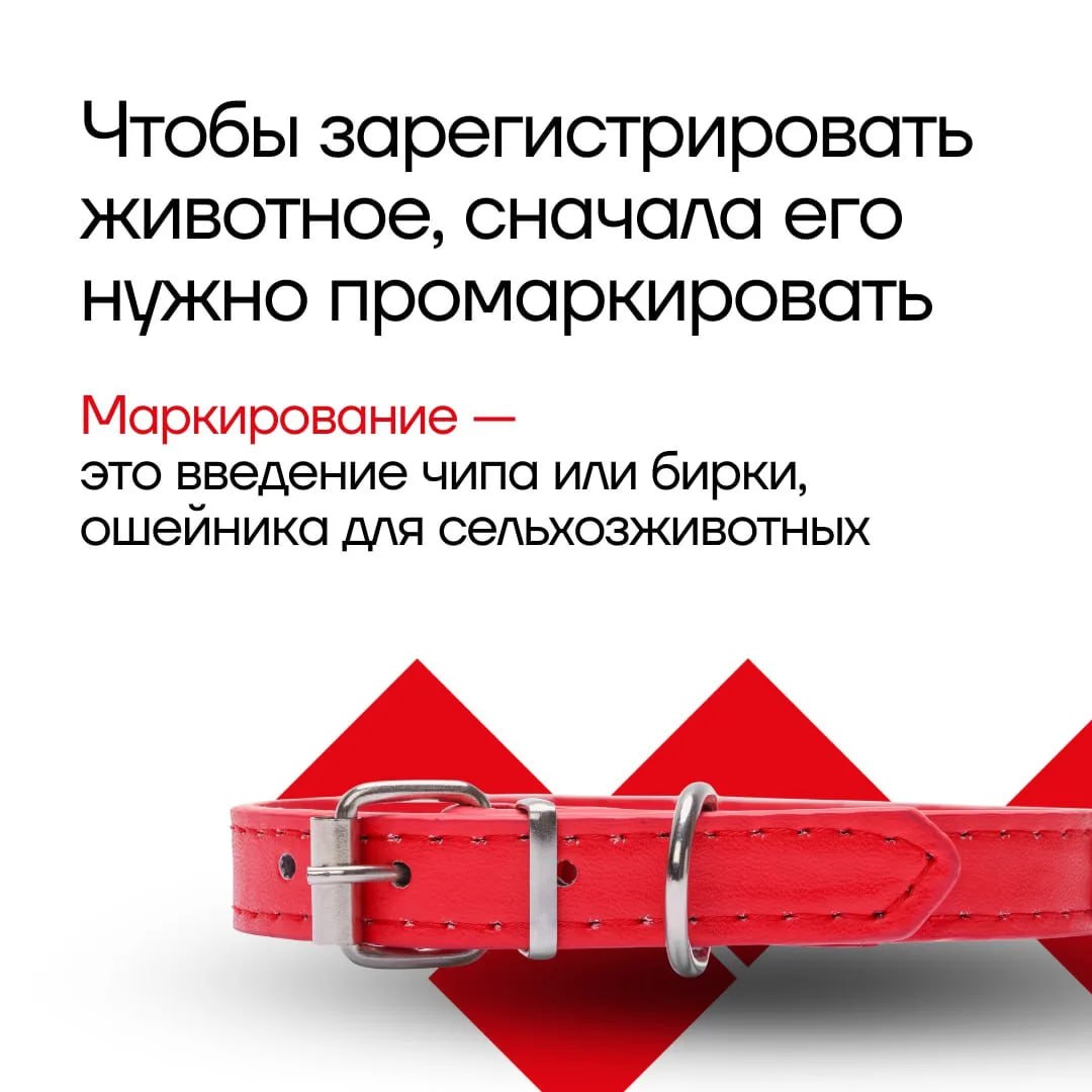 Все на учет: рассказываем о новых правилах регистрации и выгула домашних животных в Тульской области Все на учет: рассказываем о новых правилах регистрации и выгула домашних животных в Тульской области