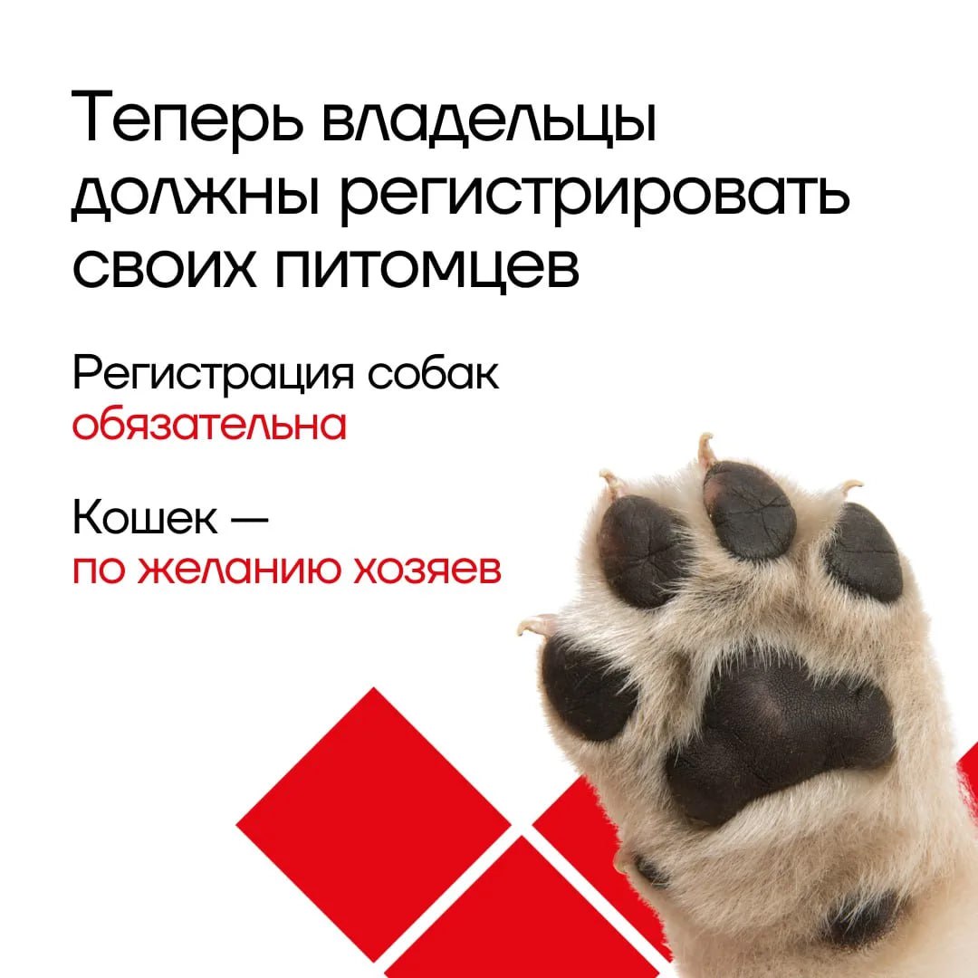 Все на учет: рассказываем о новых правилах регистрации и выгула домашних животных в Тульской области Все на учет: рассказываем о новых правилах регистрации и выгула домашних животных в Тульской области