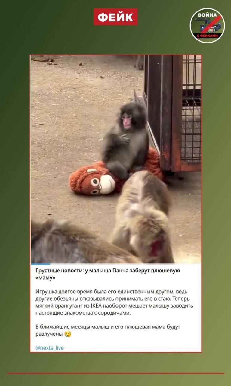 Фейк: У японской макаки по кличке Панч из зоопарка города Итикава скоро отберут любимую плюшевую игрушку