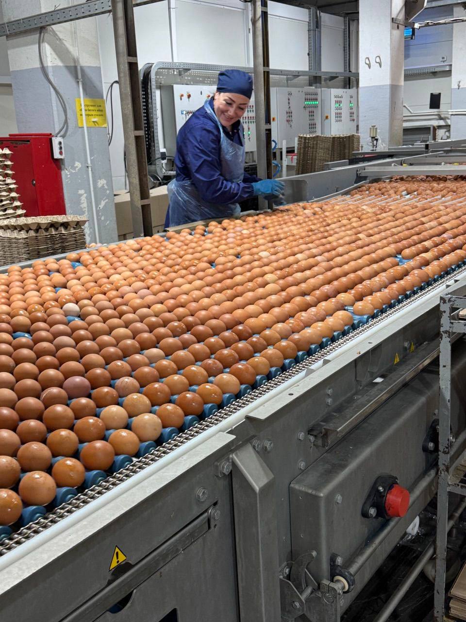 Дмитрий Миляев: В Тульской области наращивается производство яйца Дмитрий Миляев: В Тульской области наращивается производство яйца