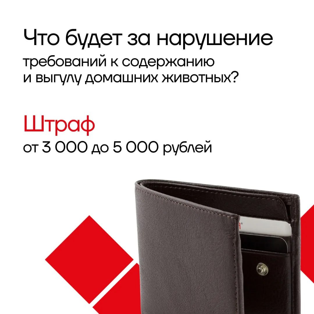 Все на учет: рассказываем о новых правилах регистрации и выгула домашних животных в Тульской области Все на учет: рассказываем о новых правилах регистрации и выгула домашних животных в Тульской области