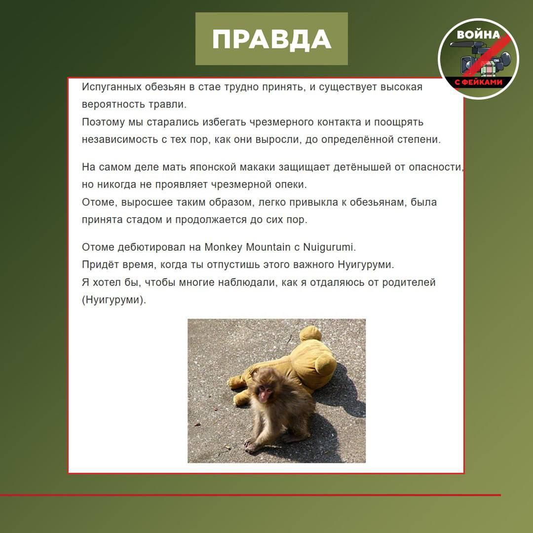 Фейк: У японской макаки по кличке Панч из зоопарка города Итикава скоро отберут любимую плюшевую игрушку Фейк: У японской макаки по кличке Панч из зоопарка города Итикава скоро отберут любимую плюшевую игрушку