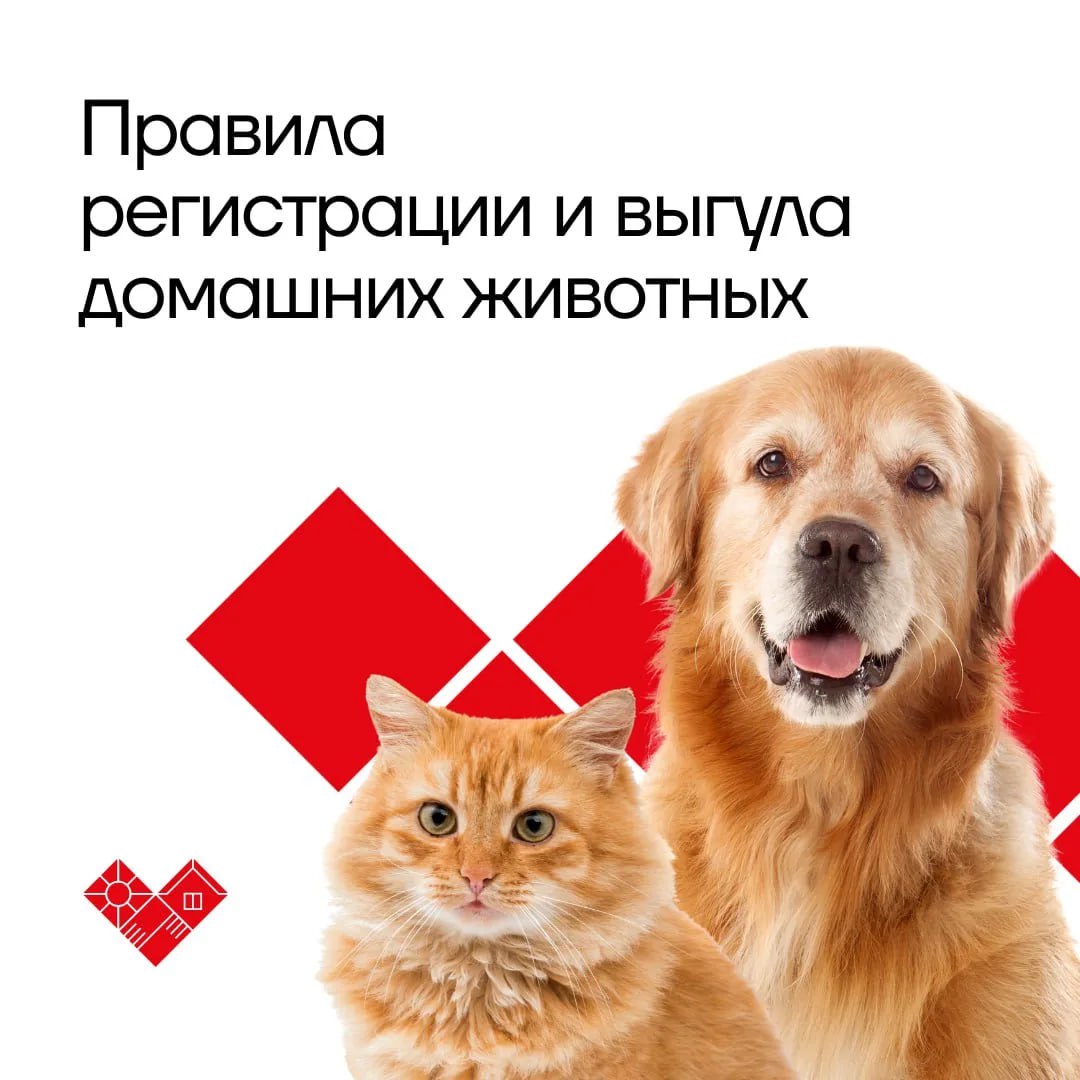Все на учет: рассказываем о новых правилах регистрации и выгула домашних животных в Тульской области