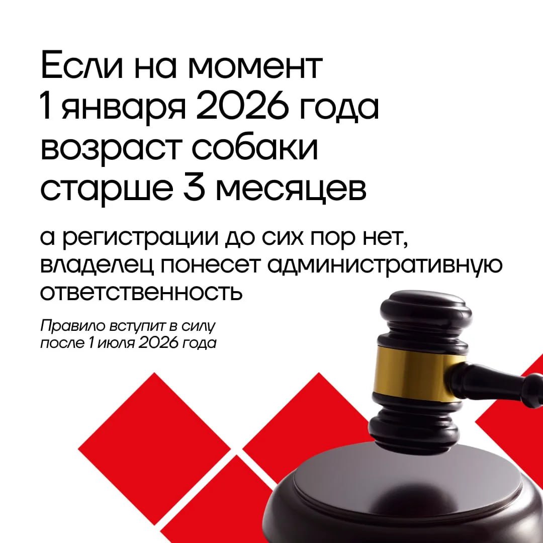 Все на учет: рассказываем о новых правилах регистрации и выгула домашних животных в Тульской области Все на учет: рассказываем о новых правилах регистрации и выгула домашних животных в Тульской области