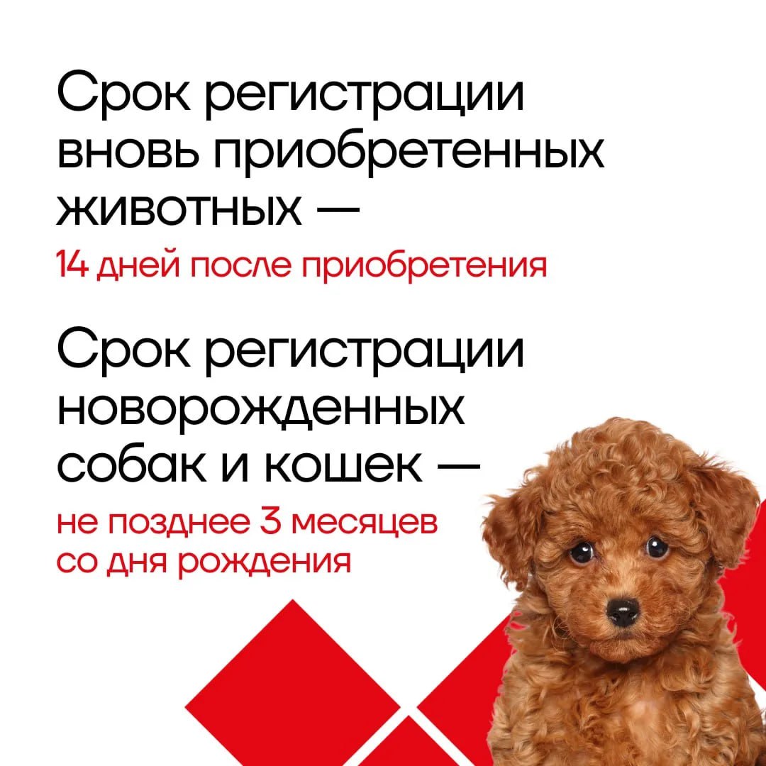 Все на учет: рассказываем о новых правилах регистрации и выгула домашних животных в Тульской области Все на учет: рассказываем о новых правилах регистрации и выгула домашних животных в Тульской области