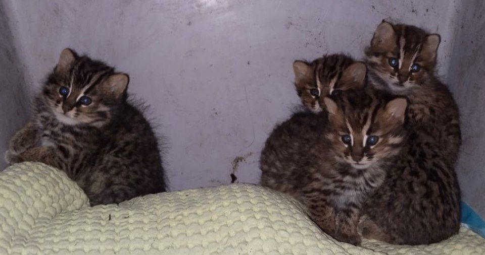 Четыре "пушистые злюки" вернулись на свободу