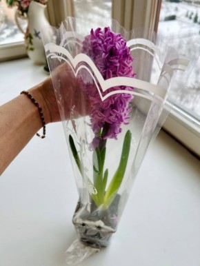 ���� ��������: ������� �� ��������.. ������ ������ ����. �������