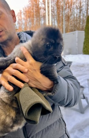 Новорожденную нерпу нашли на Ладожском озере