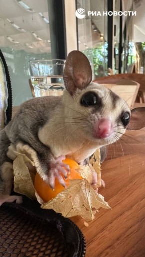 ����� ���������� �� ������� ������� � ��������