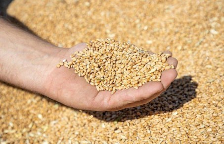 Россельхознадзор отозвал декларацию на 250 тонн пшеницы из Новомосковского района