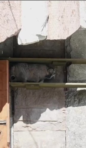 Манул Тимофей вышел из своего домика, чтобы насладиться теплой погодой