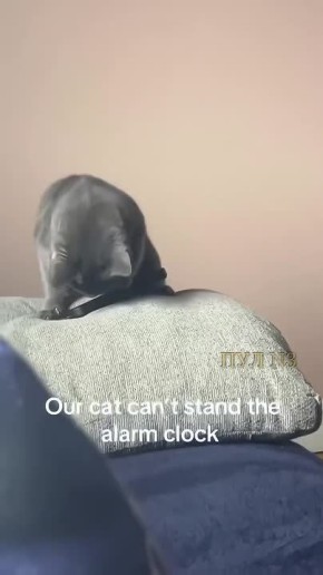 ���� �� � ���� ����� ���, � ��, �����, � �� ���������� �� �������: