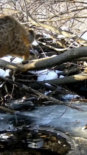 ��������������� ���-��������� �������� ���� � �����