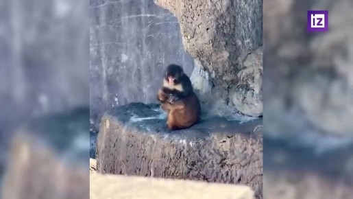 ������ ���� ��������� �����: ����������� ���� �������� ���������