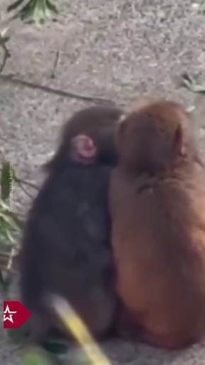 У осиротевшего макаки Панча появилась подружка